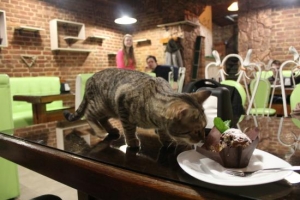 Cat Cafe Lviv